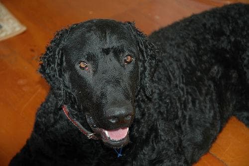 Curly Retriever