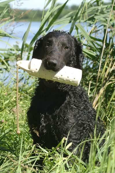 Curly Retriever