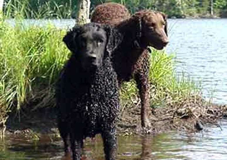 Curly Retriever