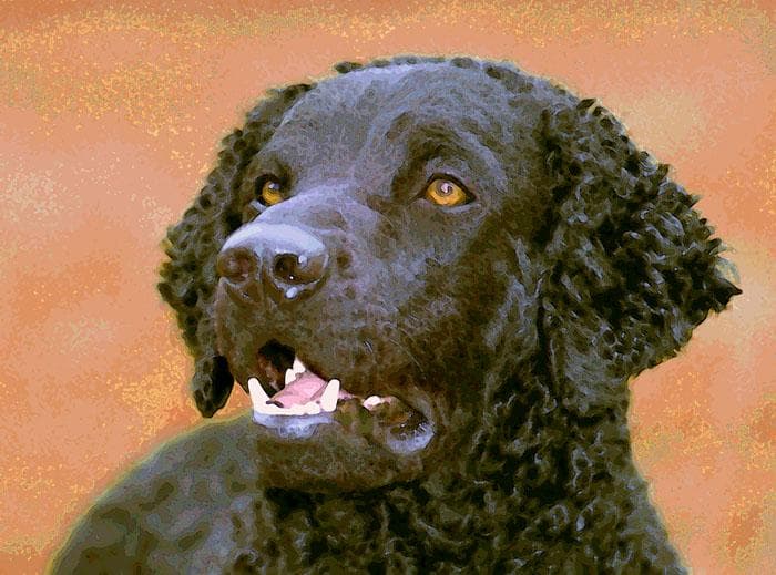 Curly Retriever