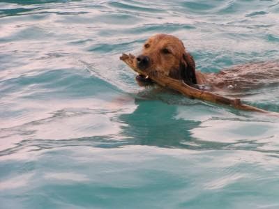 Curly Retriever