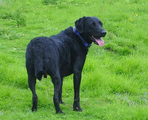 Curly Retriever