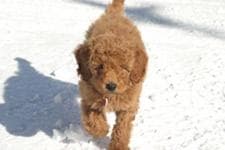 retriever