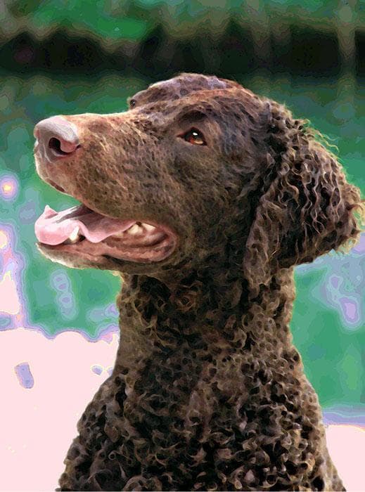 Curly Retriever