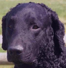 Curly Retriever