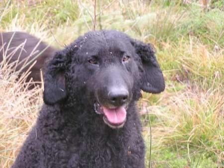 Curly Retriever