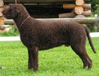 Curly Retriever