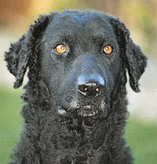 Curly Retriever
