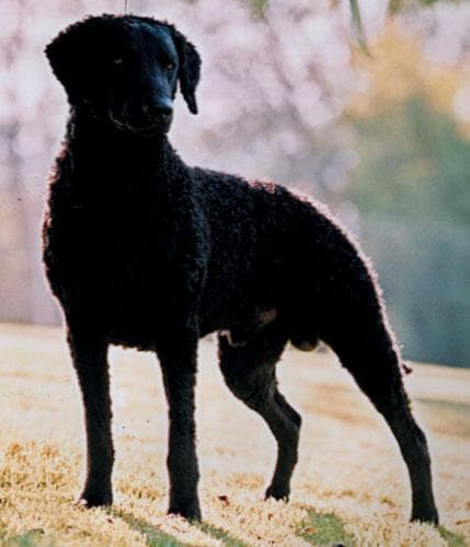 Curly Retriever