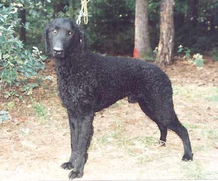 Curly Retriever