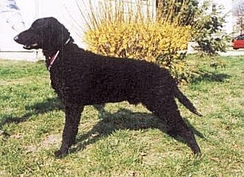 Curly Retriever
