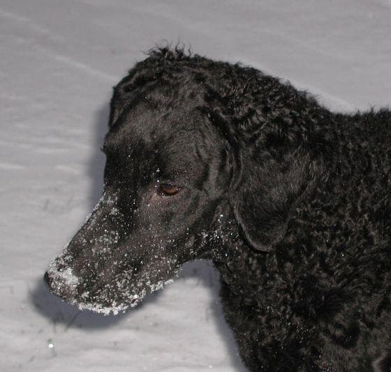 Curly Retriever