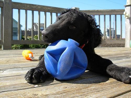 Curly Retriever