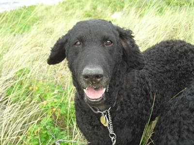 Curly Retriever