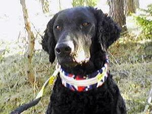 Curly Retriever