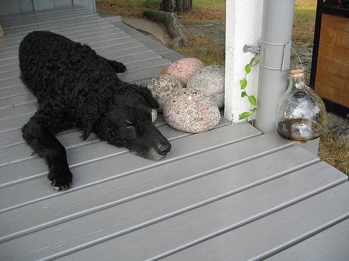 Curly Retriever