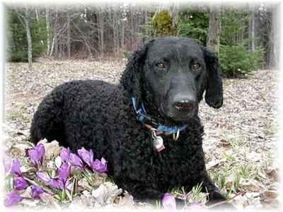 Curly Retriever