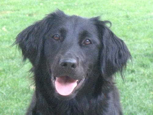 Flatcoated Retriever