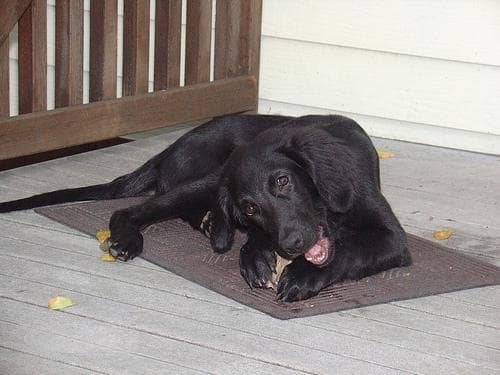 retriever