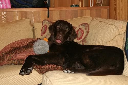 Flatcoated Retriever