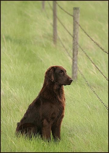 retriever