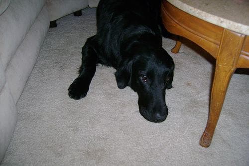 Flatcoated Retriever