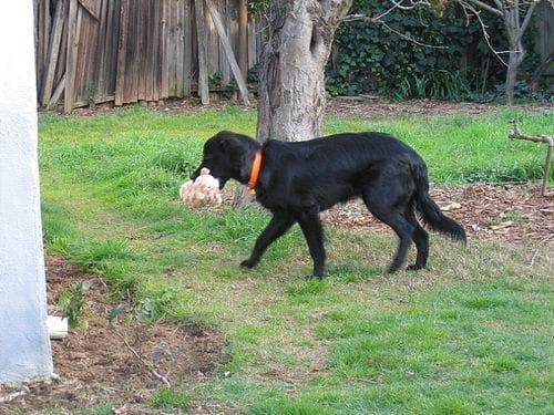 Flatcoated Retriever