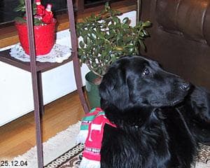 retriever
