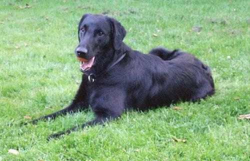Flatcoated Retriever