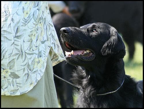 Flatcoated Retriever