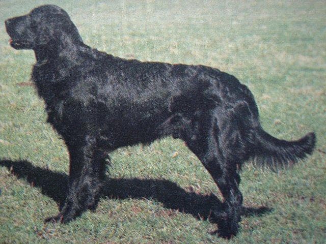 Flatcoated Retriever