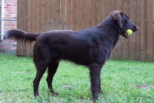 retriever