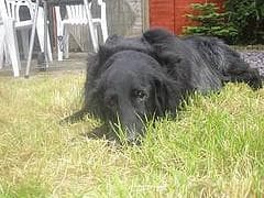 Flatcoated Retriever