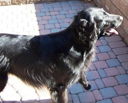 Flatcoated Retriever