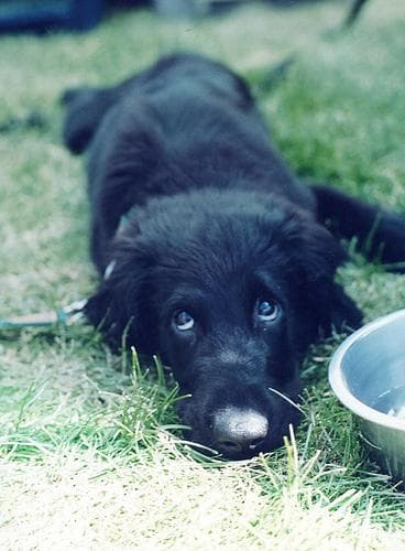 Flatcoated Retriever