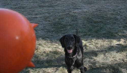 Flatcoated Retriever