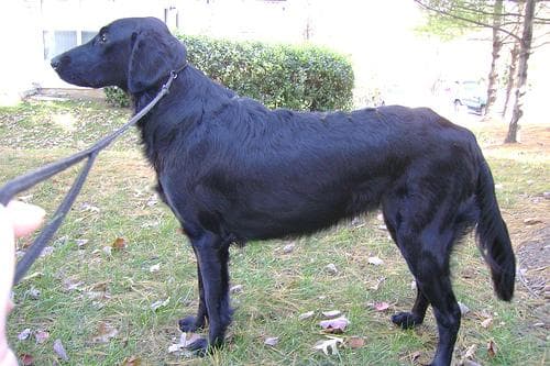 Flatcoated Retriever