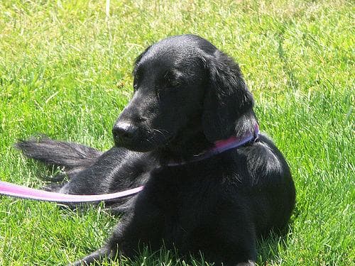 Flatcoated Retriever