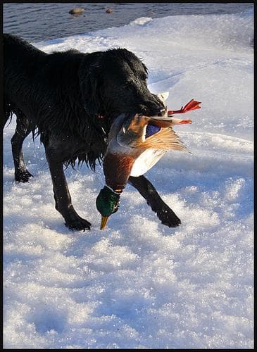 Flatcoated Retriever