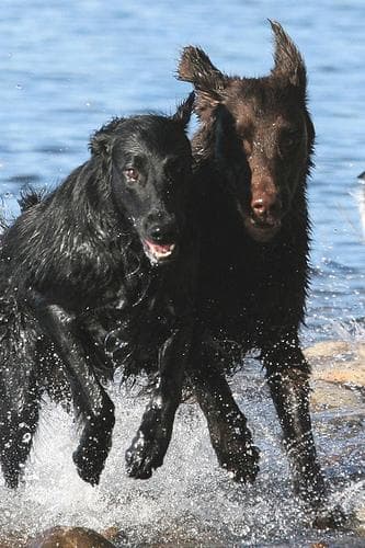 Flatcoated Retriever