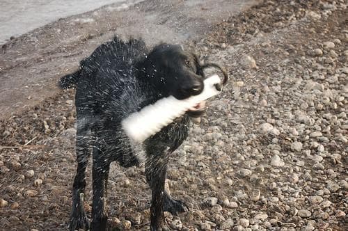Flatcoated Retriever