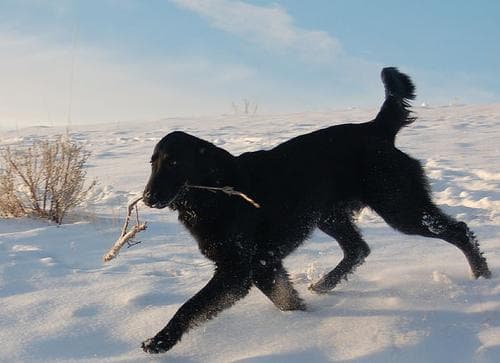 Flatcoated Retriever