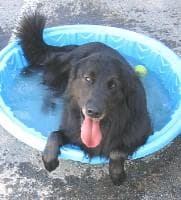 Flatcoated Retriever