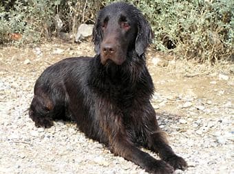 Flatcoated Retriever