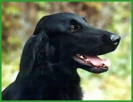 Flatcoated Retriever