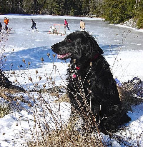 Flatcoated Retriever