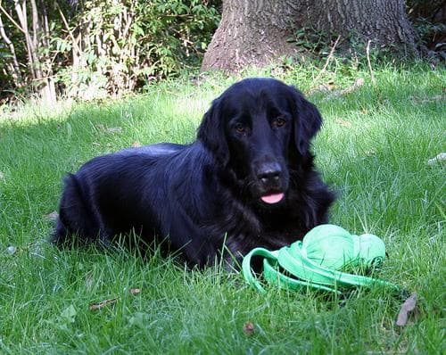 Flatcoated Retriever