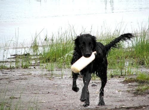 Flatcoated Retriever