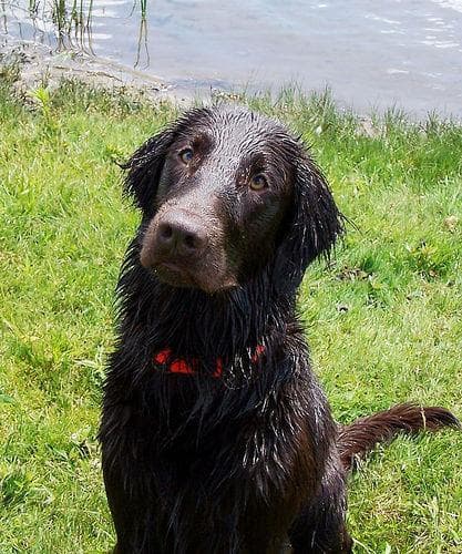 Flatcoated Retriever
