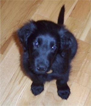 Flatcoated Retriever